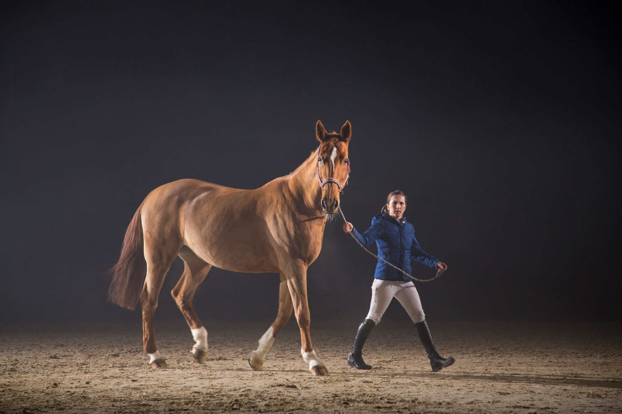 Handler walking a horse during training