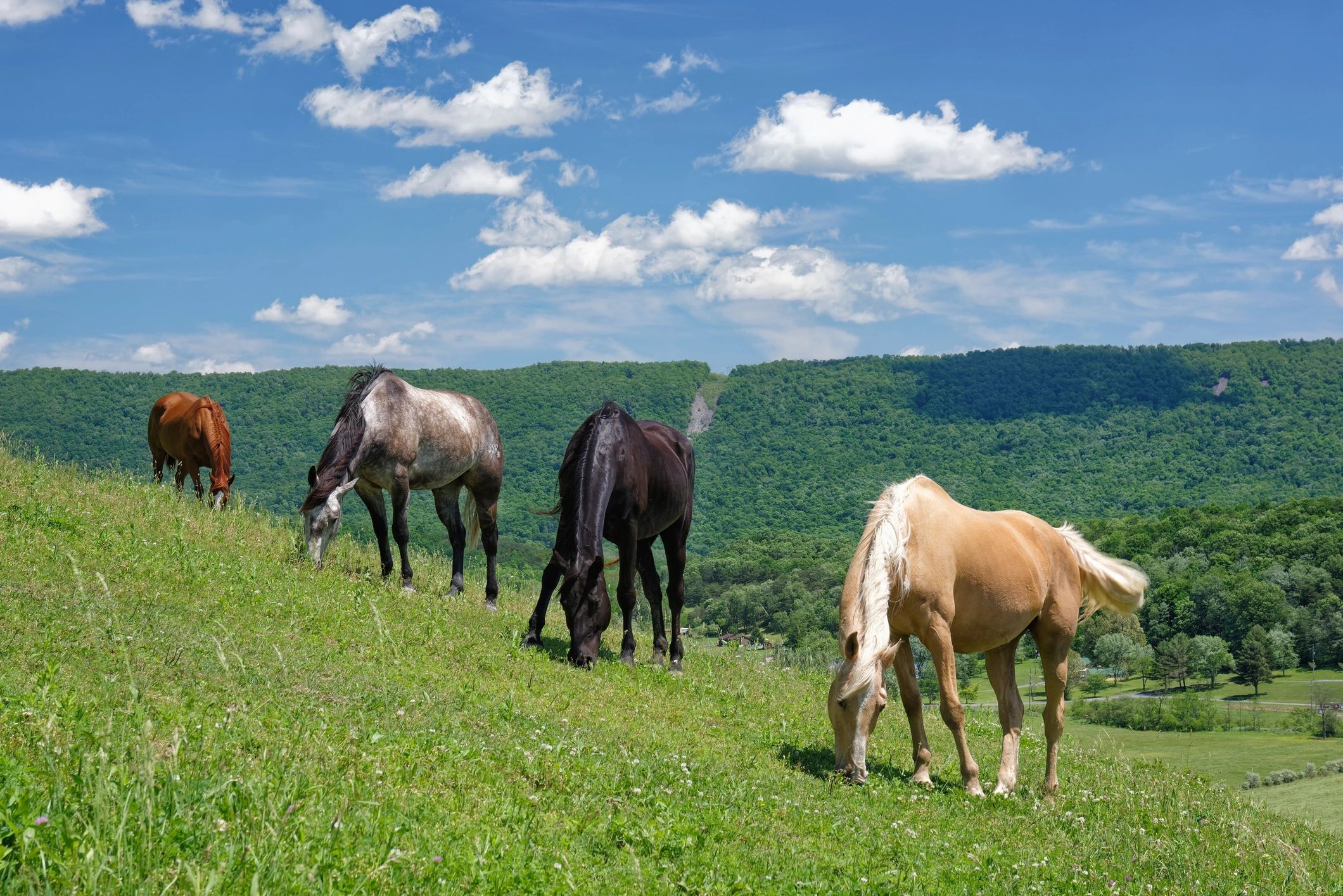 Horses grazing in a green hillside pasture