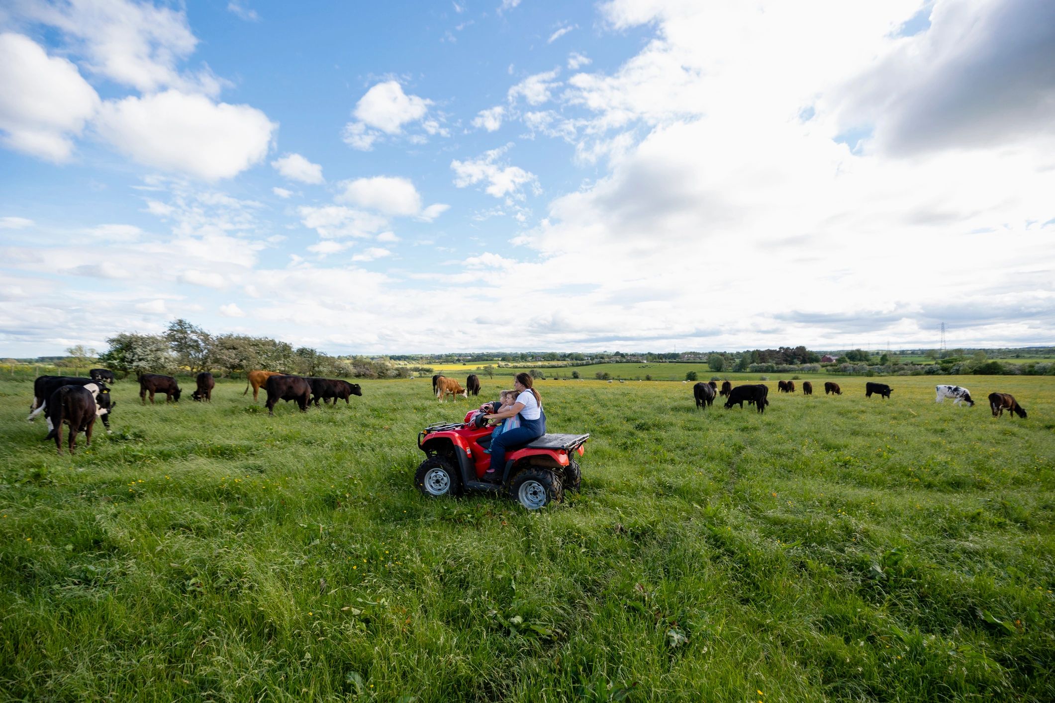Cows gathered near a farm vehicle in a pasture