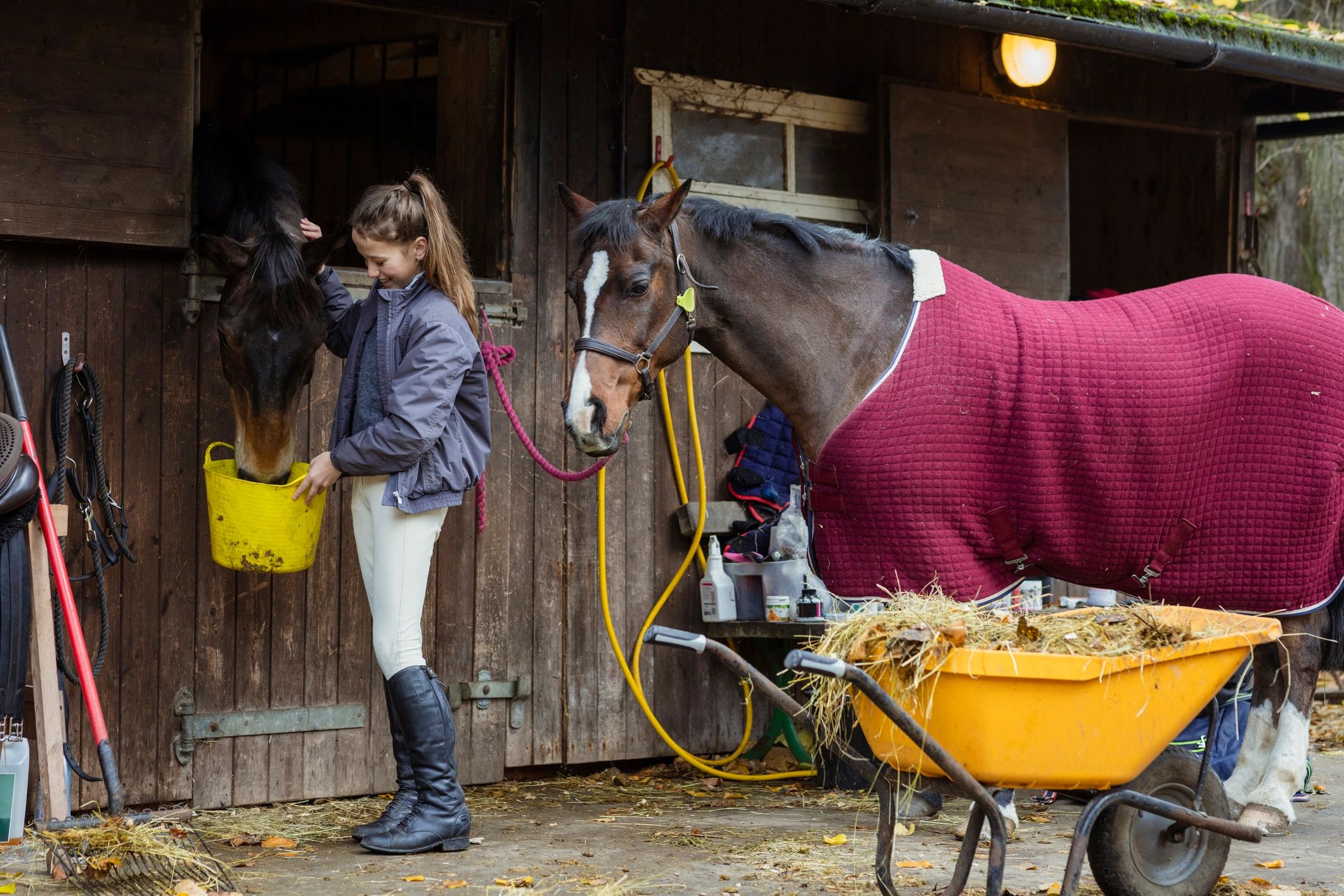 Rider at a stable feeding a horse