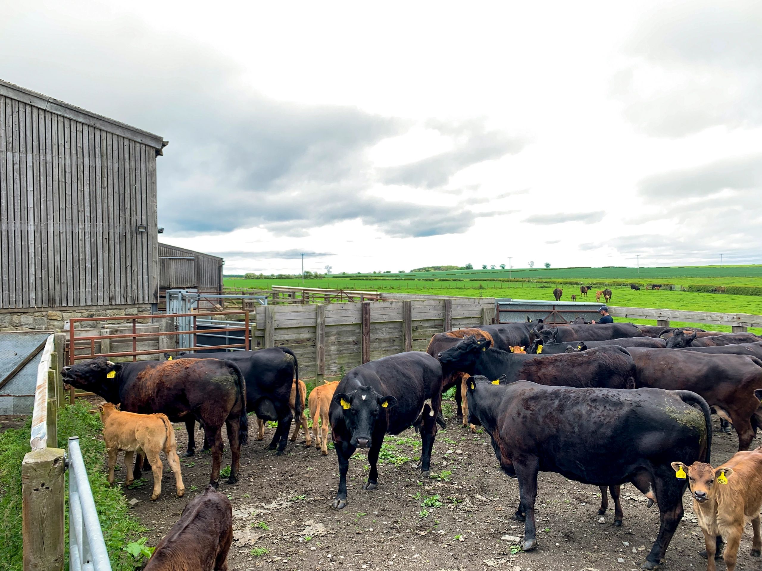 Beef cattle with calves in a pen on a farm