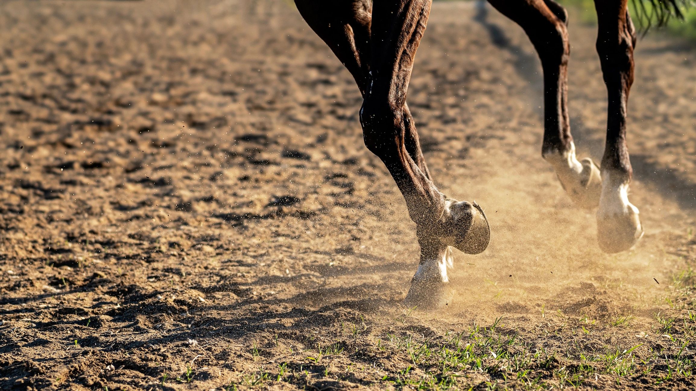 Close-up of horse legs kicking up dirt during training