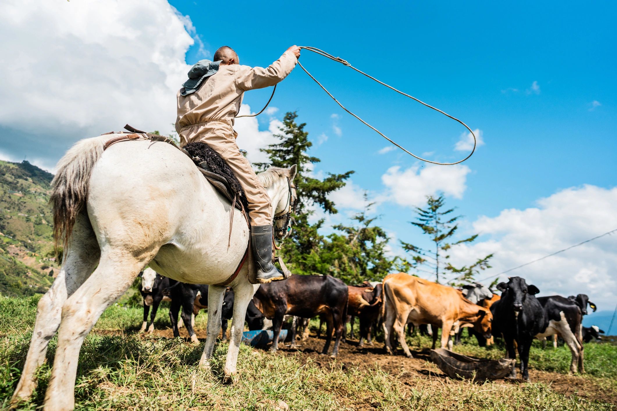 Rancher twirling a lasso in a pasture