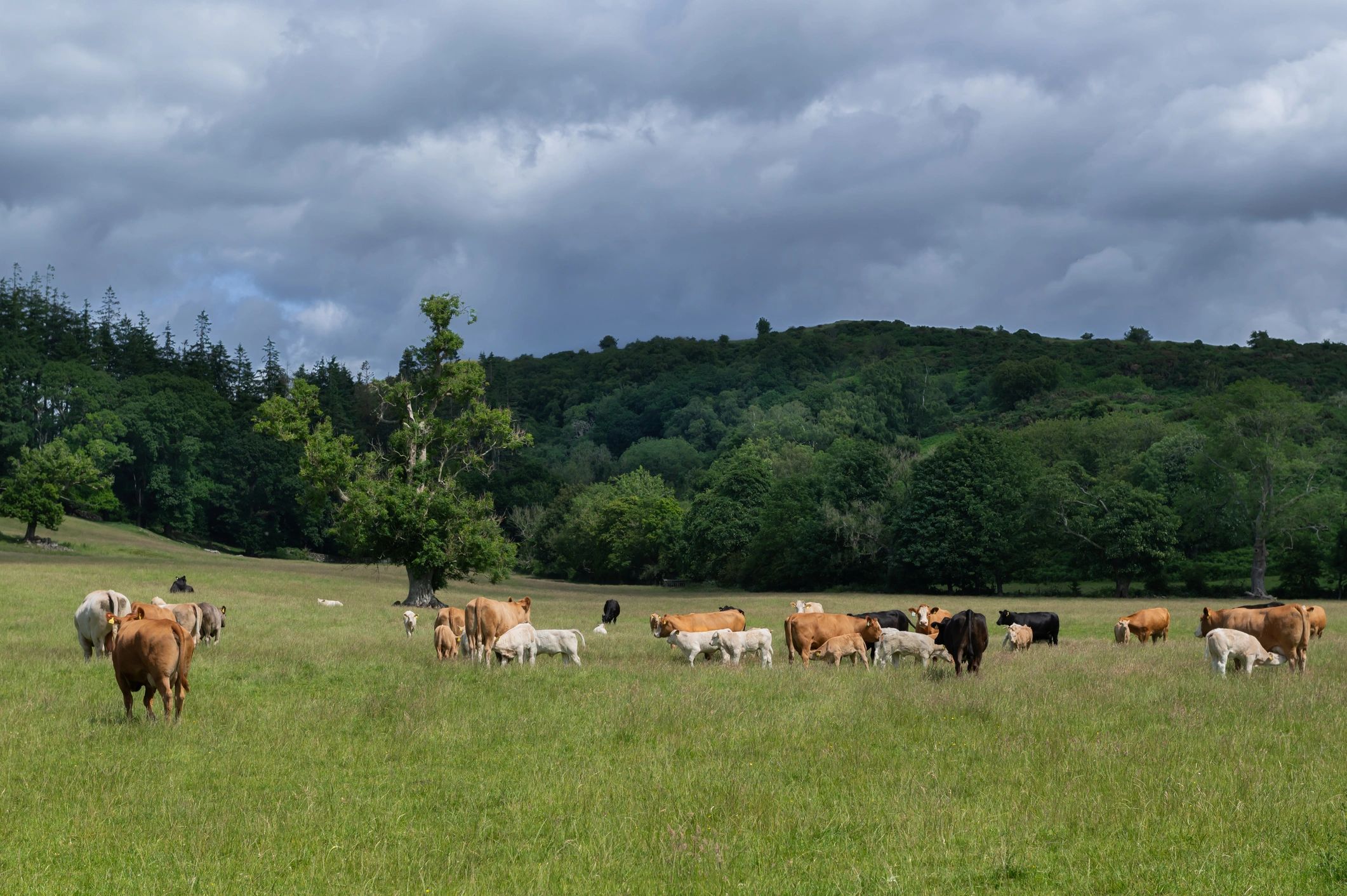 Small herd of beef cattle grazing in a field