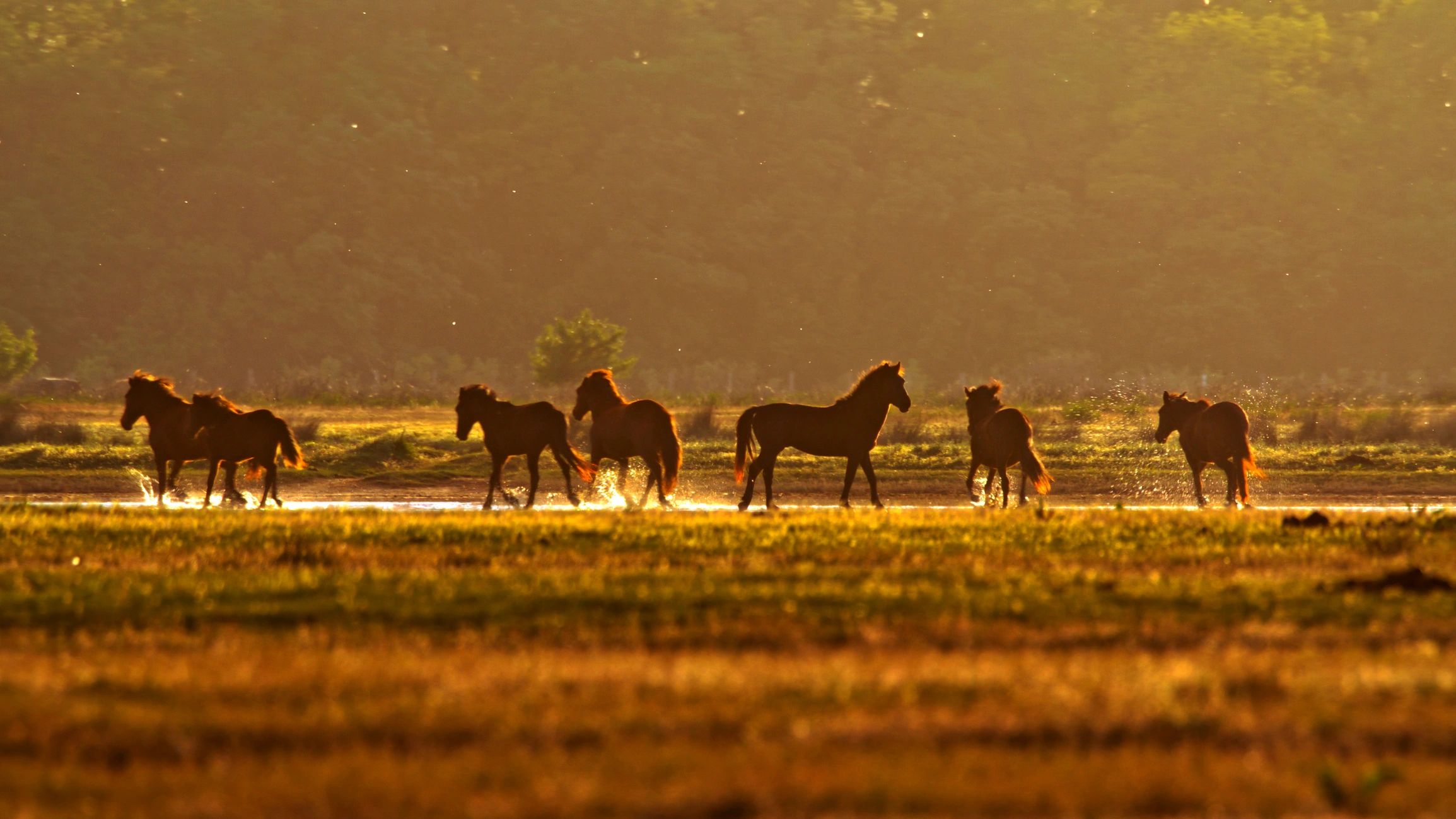 Horses walking through a sunlit meadow at sunrise