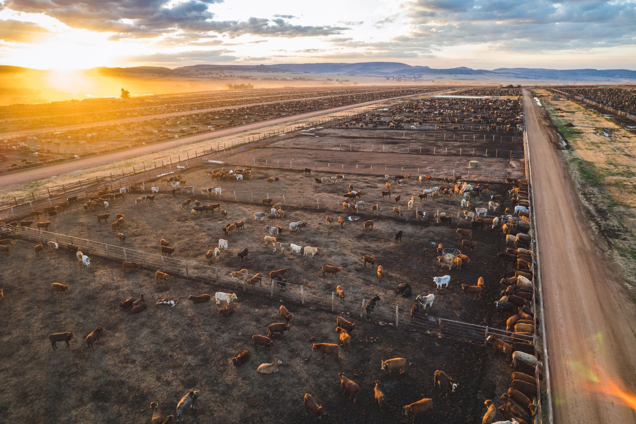 Aerial view of a cattle ranch at sunset with fenced paddocks