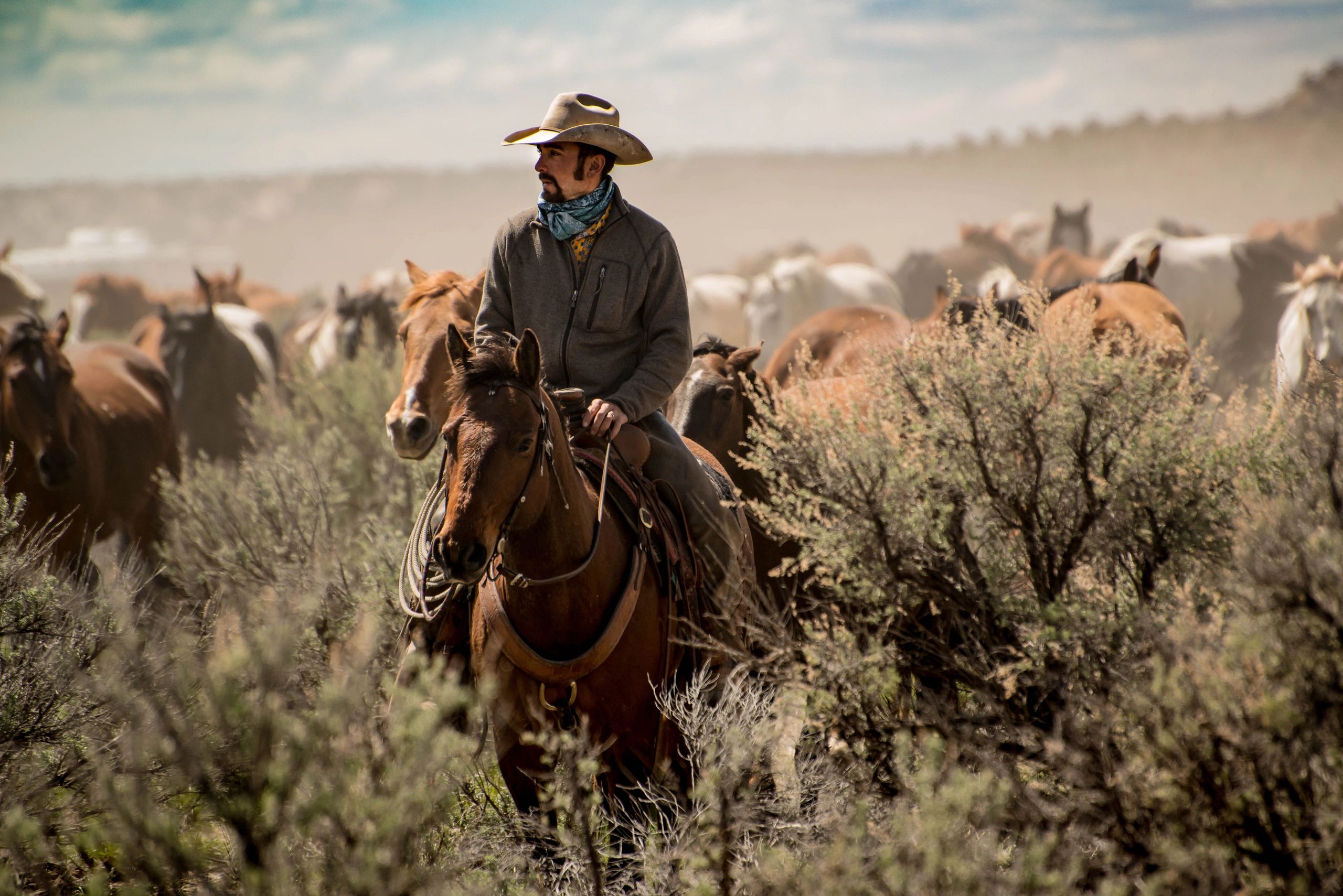 Cowboy leading a herd through dust during a roundup