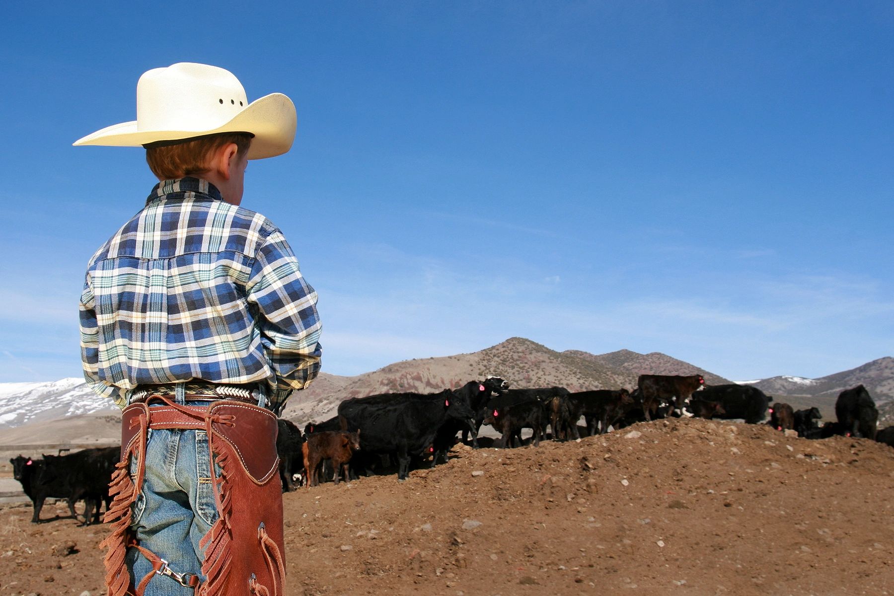 Young cowboy looking over a herd of cattle