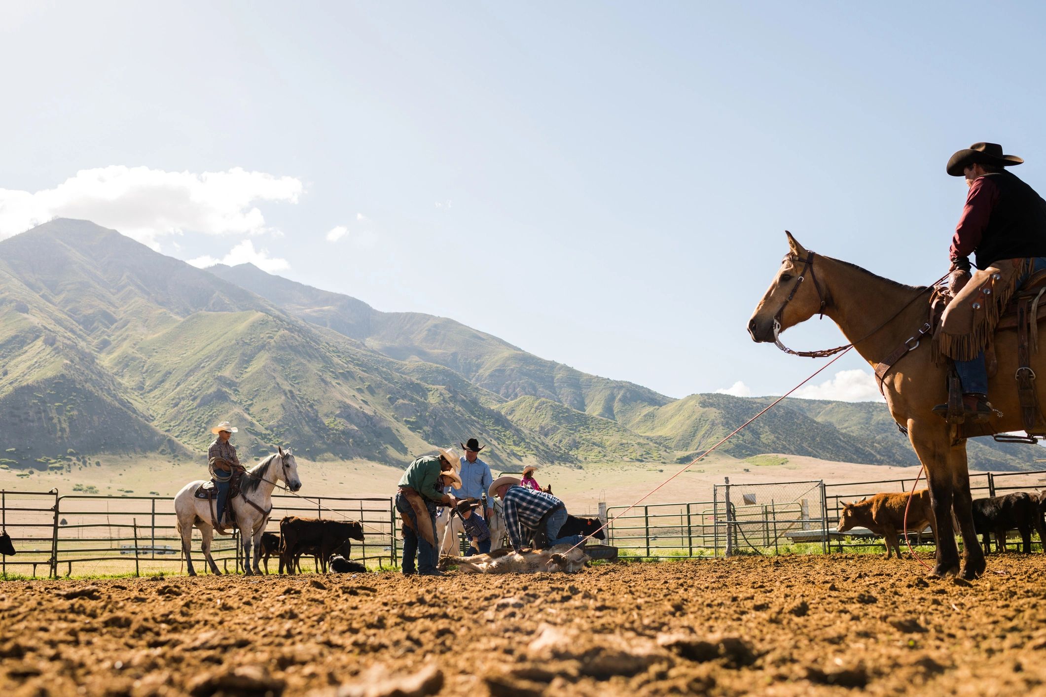Cattle work in a pen with a ranch hand ear-tagging a steer